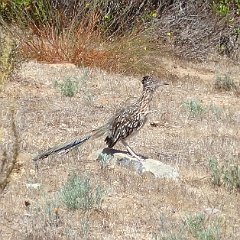 geococcyx californianus